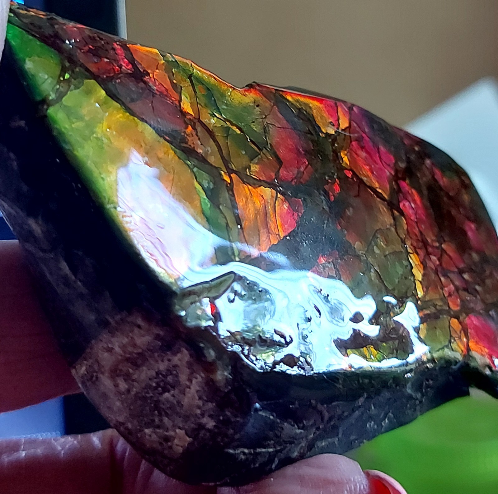 Ammolite Ammonite tabletop Display Piece Color Changer 90.8×56.6x26mm 4050