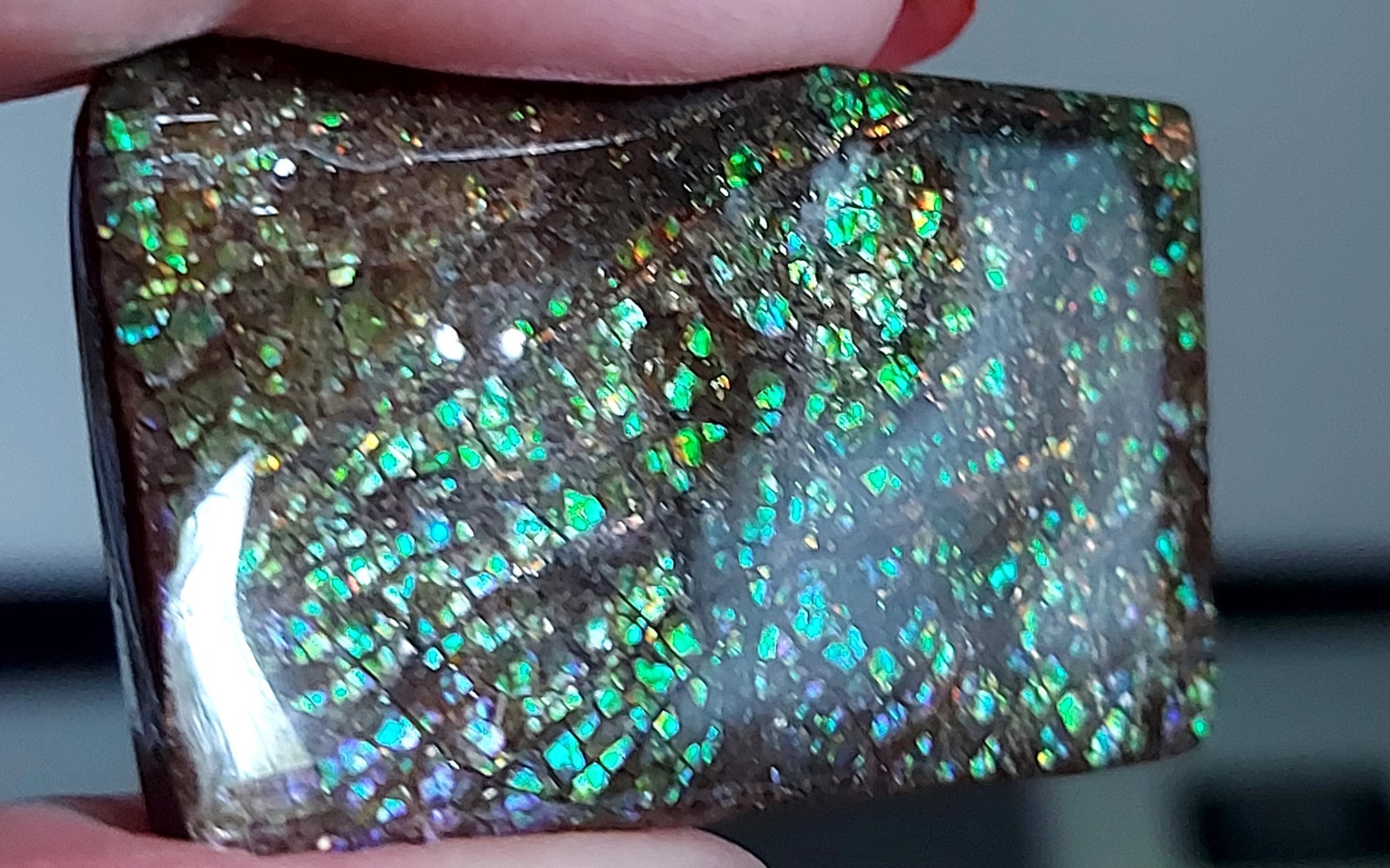 Ammolite Ammonite Coated Stone 38×21.5x4mm 5892