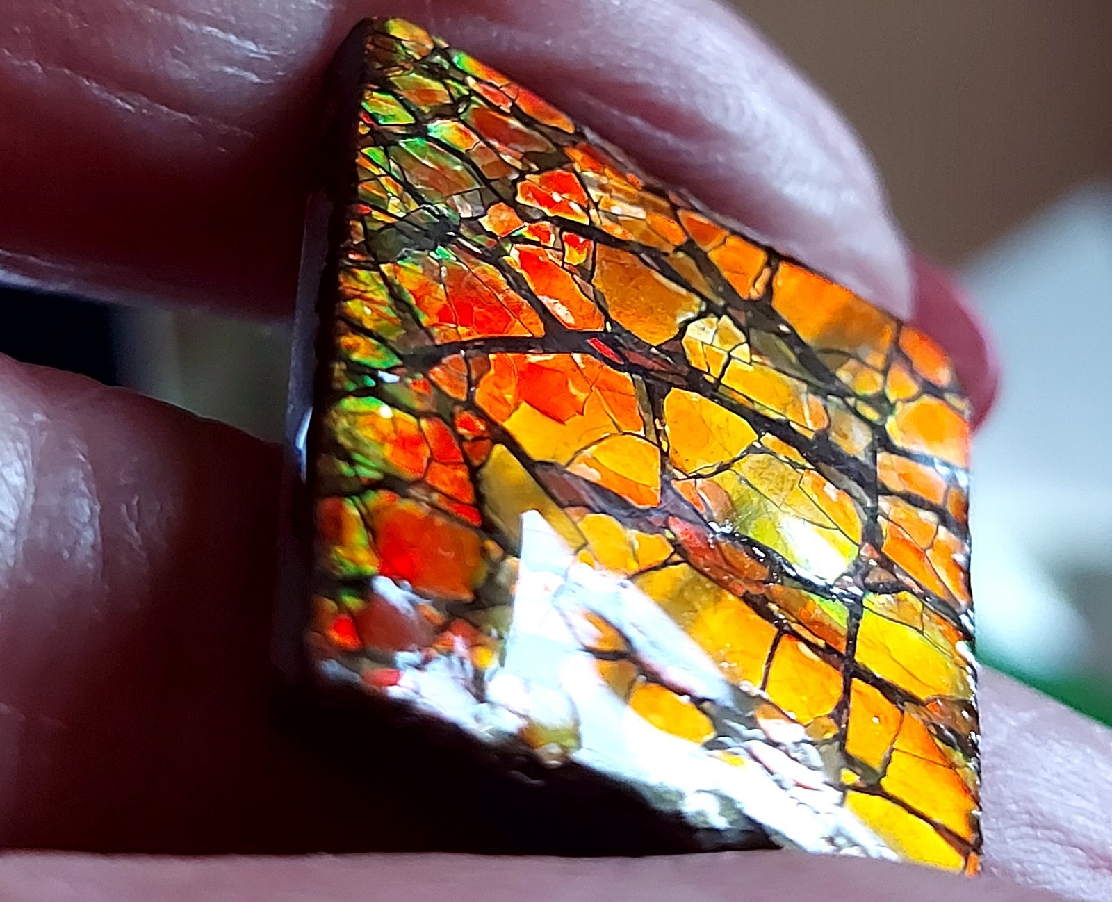 Ammolite Ammonite Coated Stone 28×24.6×4.2mm 5894