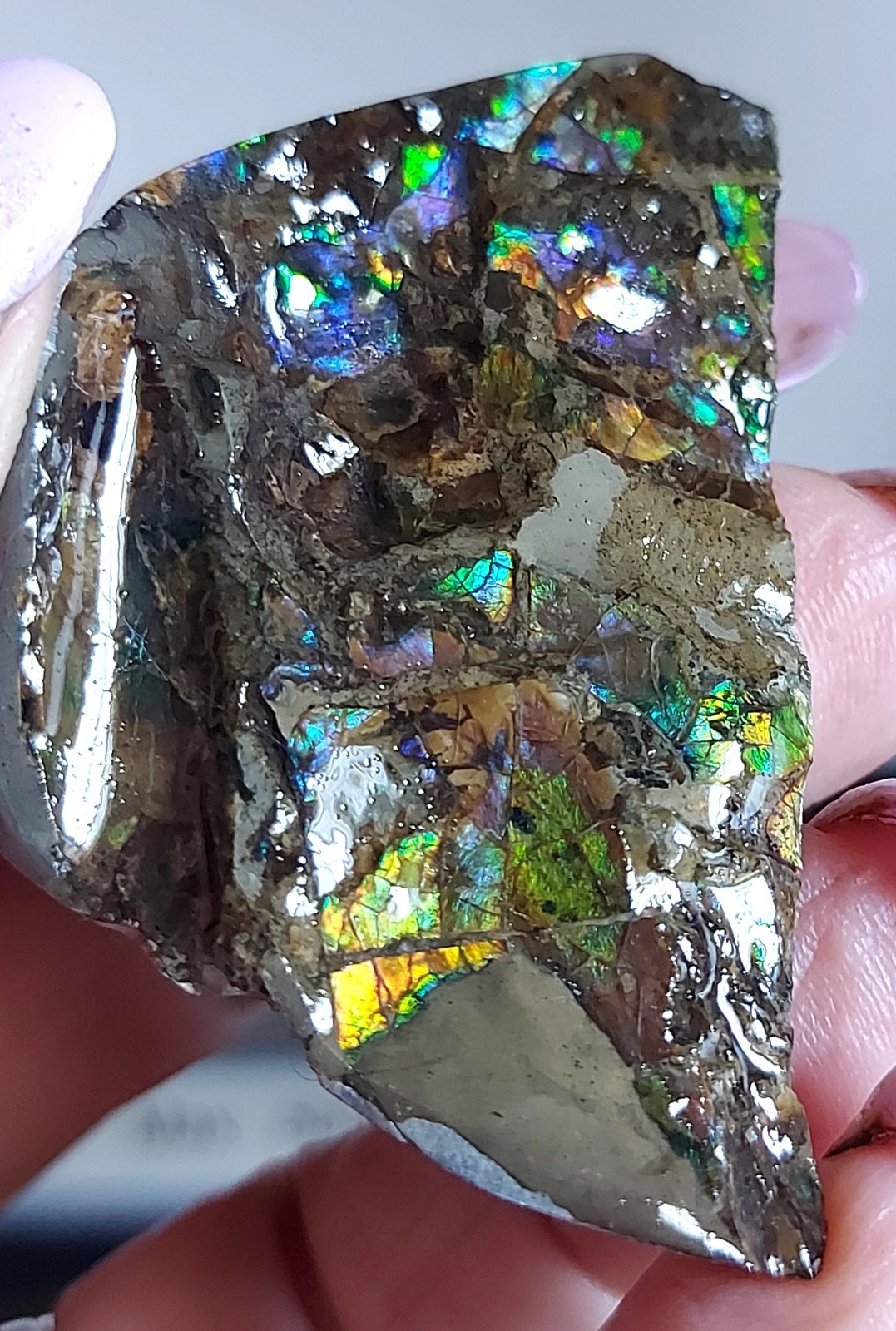 Ammolite Ammonite tabletop Display Piece 55.7×34.7×17.2mm 2842
