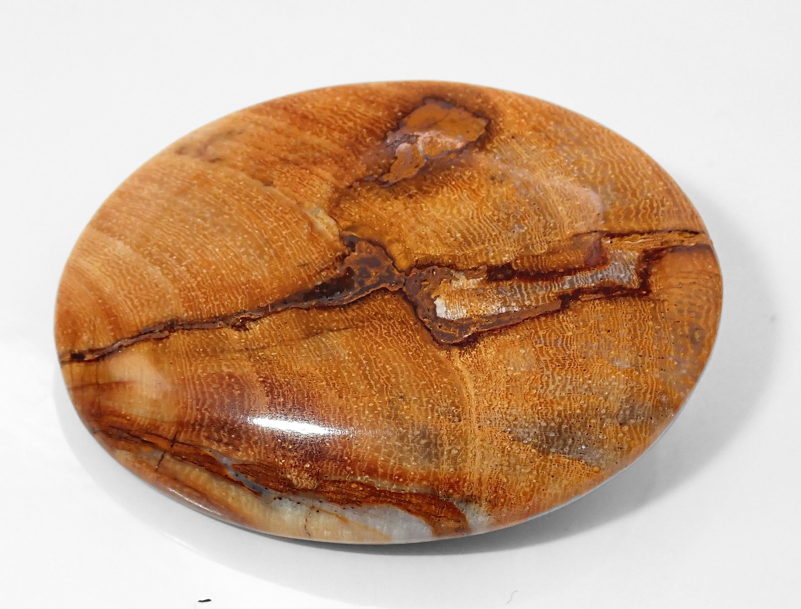 NEW DISCOVERY, RARE OPALIZED WOOD CABOCHON FROM A RARE LOCALITY, THE PHILIPPINES